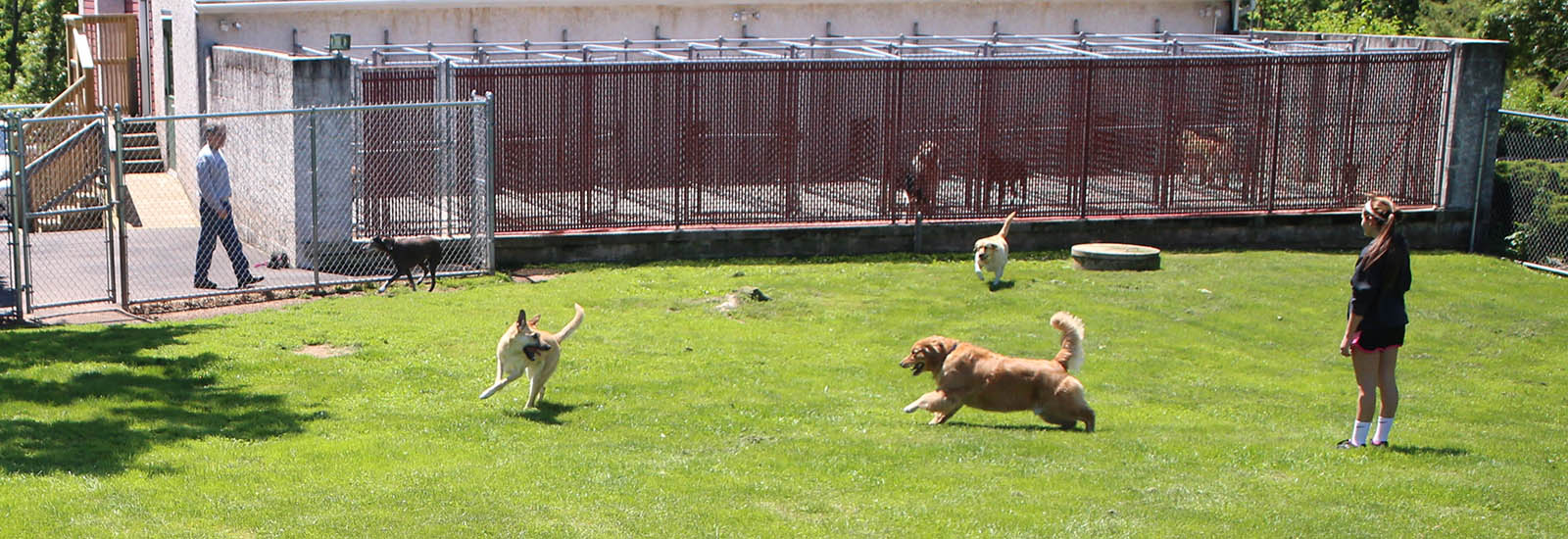 SanmannGoldens_Kennels5